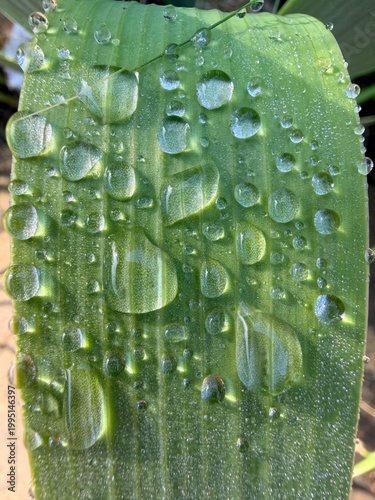 water drops on green leaf