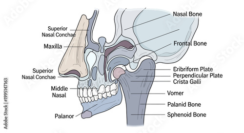 Anatomy of the human skull structure.