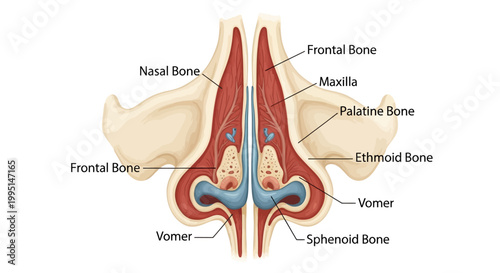 Anatomy of the human nasal cavity bones.