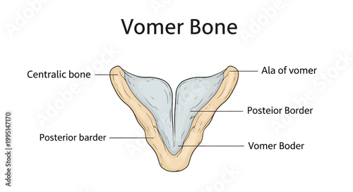 Anatomical diagram of the vomer bone.