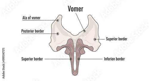 Anatomical illustration of the vomer bone.