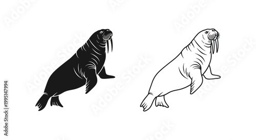 Walrus Illustration: Unique Art Designs & Prints Vector
