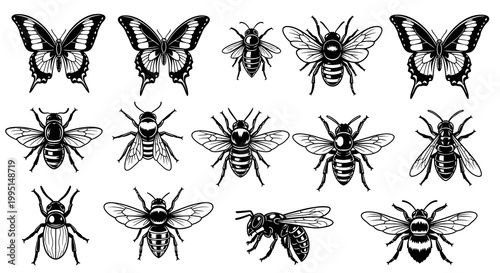 Collection of Insects Butterflies Bees and Beetles