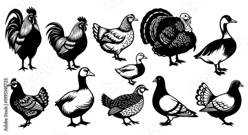 Farm Poultry Birds and Domesticated Fowl Silhouette Set