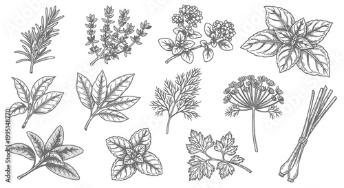 Organic Herbs and Spices Illustration