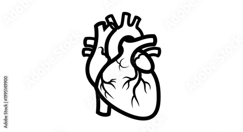 Anatomical heart illustration in black and white isolated on white background