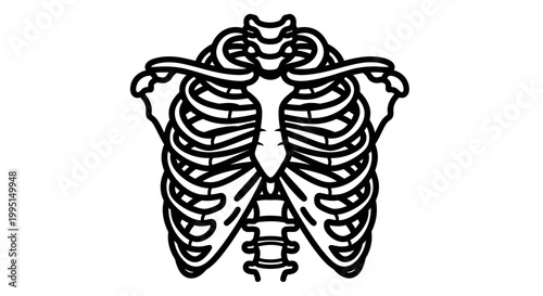 Black and white illustration of human rib cage anatomy isolated