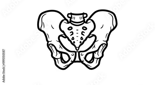Medical illustration of human pelvis bones in black and white outline