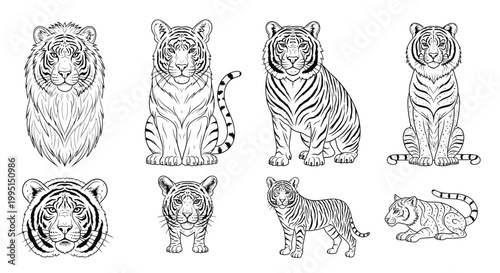 Various illustrations of tigers in different poses black and white outline vector