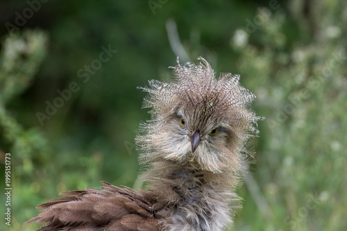 Photography Animals of the northwest of the province of Cordoba, Argentina