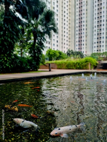 Fotografía Koi pond shallow water in garden, ornamental fish swimming in clear pond with natural landscape and outdoor decorative water feature