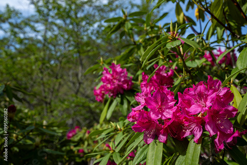 Tableau sur toile Pink rhododendron flowers blooming in fresh greenery