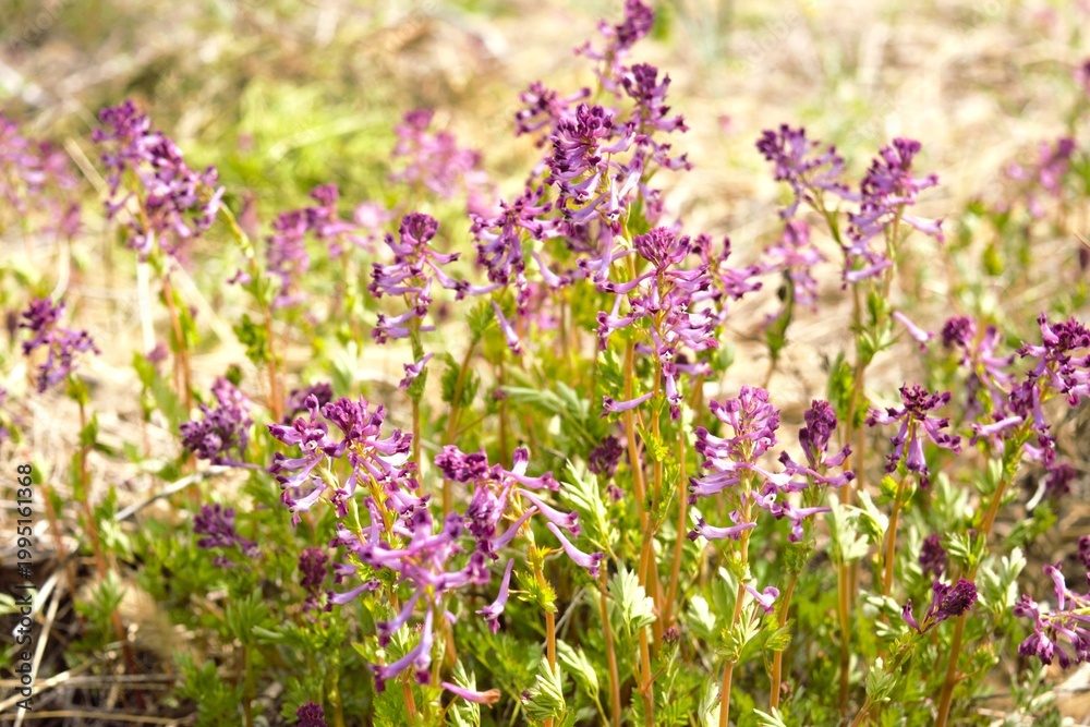 Fototapeta premium Purple Corydalis wildflowers blooming in spring, natural meadow and woodland background