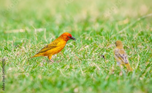 The Cape weaver (Ploceus capensis) is a species of bird in the weaver family, Ploceidae, found in southern Africa.