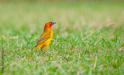 The Cape weaver (Ploceus capensis) is a species of bird in the weaver family, Ploceidae, found in southern Africa.