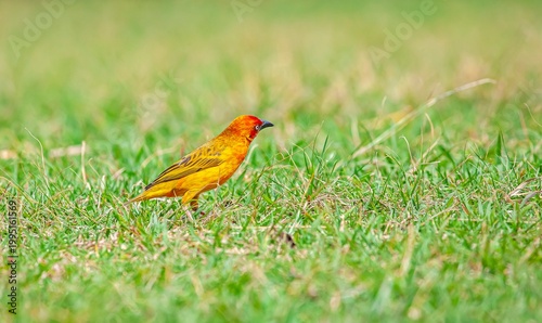 The Cape weaver (Ploceus capensis) is a species of bird in the weaver family, Ploceidae, found in southern Africa.