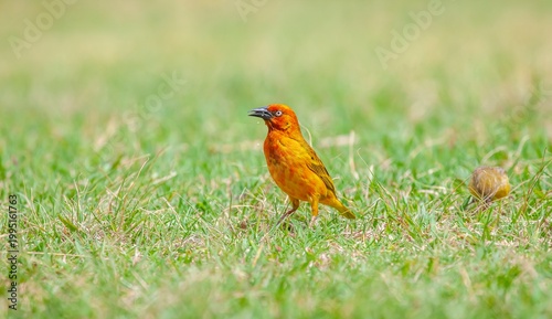 The Cape weaver (Ploceus capensis) is a species of bird in the weaver family, Ploceidae, found in southern Africa.