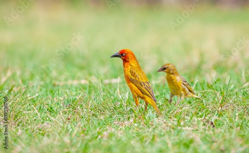 The Cape weaver (Ploceus capensis) is a species of bird in the weaver family, Ploceidae, found in southern Africa.