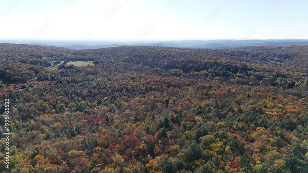 Fototapeta premium aeriel fall trees 