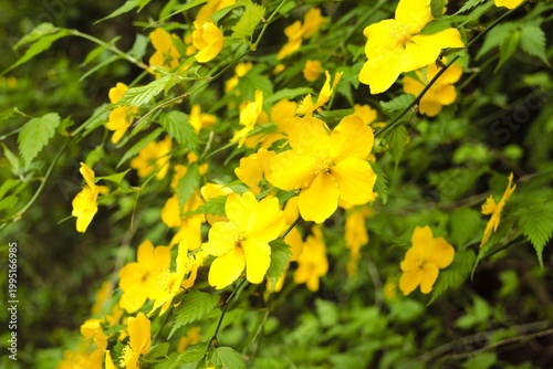 Photos Yellow Kerria japonica flowers blooming in spring, fresh green natural backgroun