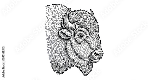 Bison Head Drawing, Wild Animal Portrait, Vintage Sketch Style