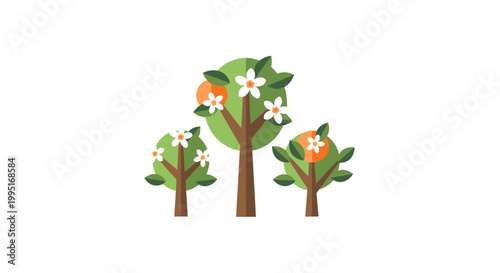 Flat design orange trees with blossoms and fruits on white background