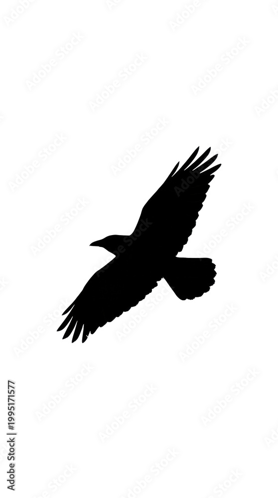 Obraz premium Silhouette of a crow flying against white background