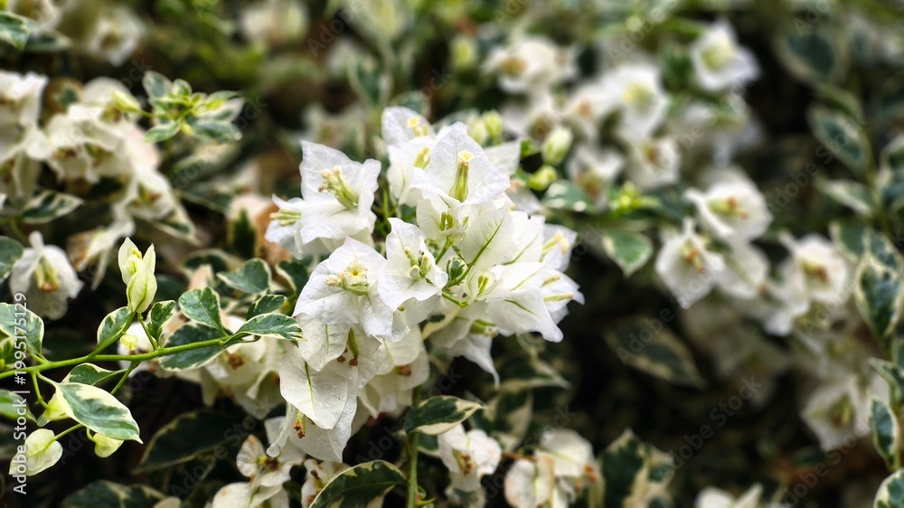Fototapeta premium Beautiful white bougainvillea flowers bloom with leaves in various shades of green and white (3)
