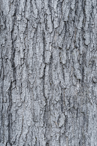 Bark