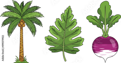 Tropical and Garden Plant Vector Set with Palm Tree, Large Leaf, and Turnip Illustrations for Editable Botanical, Nature, and Outdoor Gardening Digital Designs