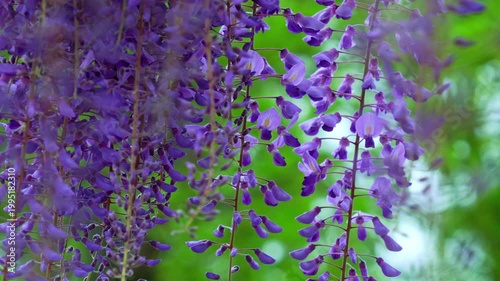 藤の花。少し風が出ていて花房がゆれる風景。
