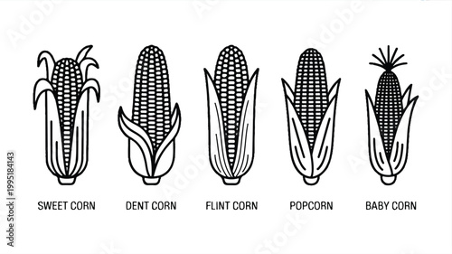 Collection of five line art illustrations of corn varieties with sweet corn dent corn flint corn baby corn black and white illustration