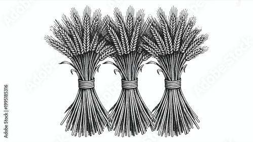 Three vintage style graphic sheaves of wheat bundles in black and white line art with food production staple food organic farming white background