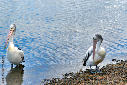 Two Pelicans at the Water’s Edge