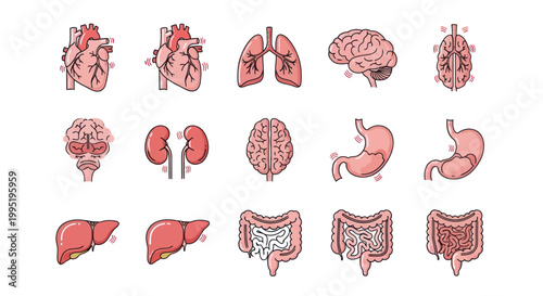 Human Anatomy Organs Collection: Heart, Lungs, Brain, Kidneys, Stomach, Liver, Intestines