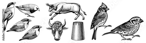 Etched avian and bovine figures rendered in style, natural history drawings, ornithological and zoological sketches for print or educational use.