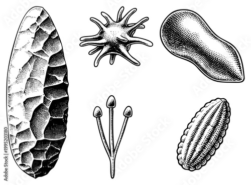 Microbial life forms depicted in engraved style, including protozoa, diatoms, and spores biological drawings used in education or taxonomy.