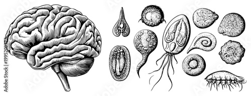 Anatomical brain diagram with detailed cerebral cortex, paired with microorganisms like protozoa and parasites biological sketch, scientific engraving.
