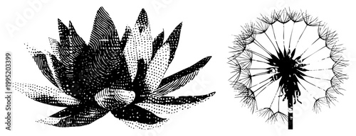 Botanical graphic depicting sacred water lily and blowball puff, ideal for tattoo art or spiritual design also called Nelumbo nucifera and Taraxacum officinale.