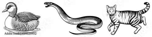 Black and white engraved wildlife sketches of duck (anatidae), serpent (ophidian), (domesticus). Classic zoological style with, suited for educational or decorative prints.