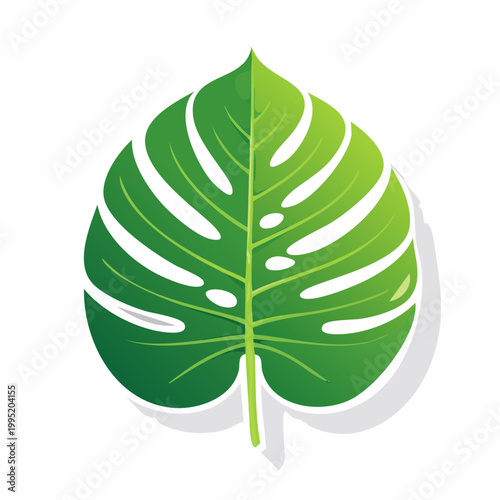 Monstera Leaf Illustration