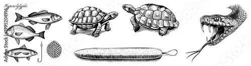 Detailed engraved animal drawings including aquatic species, reptiles, and fishing equipment rendered in classic etching style. zoological sketches, natural history illustrations.