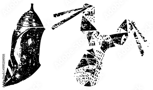 Caterpillar pupa transforming into butterfly, metamorphosis, insect life cycle illustration chrysalis stage and winged adult shown in high contrast halftone style.