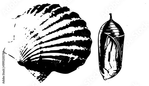 Insect metamorphosis illustration showing pupa and larva stages, butterfly cocoon and caterpillar, educational entomology diagram, black and white biological sketch.