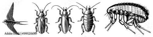 Retro style entomology drawing featuring bird and household pests, scientific bug artwork, ornamental insect diagrams, natural history sketch, etched wildlife.