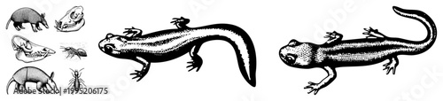 Amphibian drawing rendered in etched style, urodele creature with spotted skin, vintage zoological diagram, scientific illustration, black and white fauna depiction.