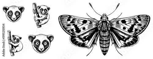 Ink style lemur portraits and poses alongside a detailed moth, rendered as vector cutouts also known as loris or bushbaby sketches and skipper butterfly art.