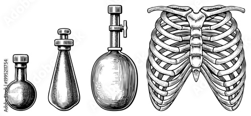 Classic chemistry flasks with detailed etching alongside anatomical cage, scientific illustration, vintage lab equipment, educational diagram, biological study.