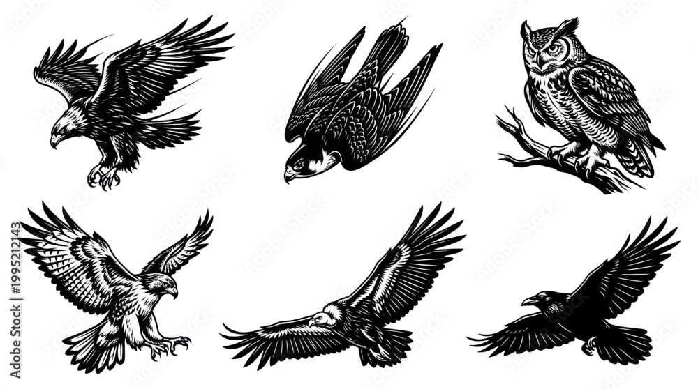 Fototapeta premium Set of Black and White Vector Illustrations of Majestic Birds of Prey in Flight