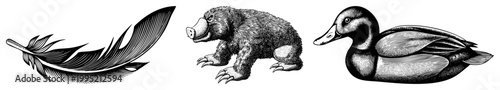 Detailed etched drawings of avian feather, burrowing mammal, and waterfowl also called plumage sketch, fossorial creature, anatidae graphic rendered with hatching and stippling.